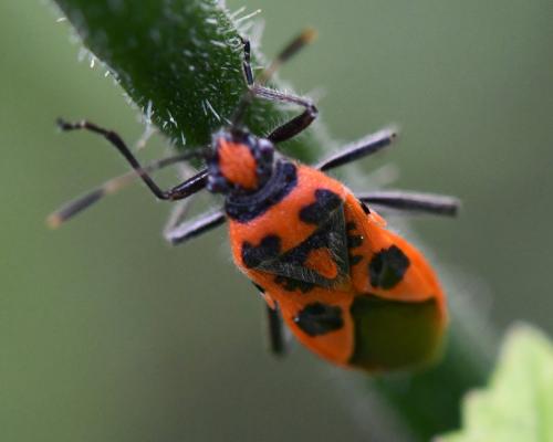 Réf. 243 676 : Corizus hyoscyami hyoscyami